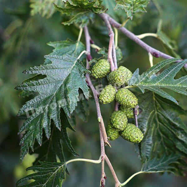 Ольха черная