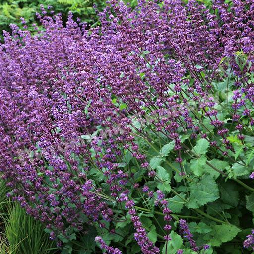 Шалфей мутовчатый Пёрпл Рэйн