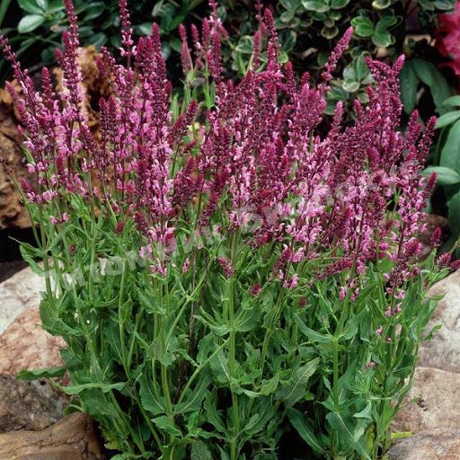 Шалфей дубравный Розеа