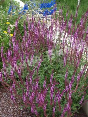 Шалфей луговой Пинк Делайт