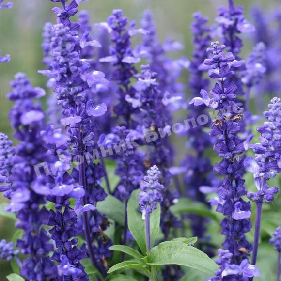 Шалфей дубравный Блю Букетта