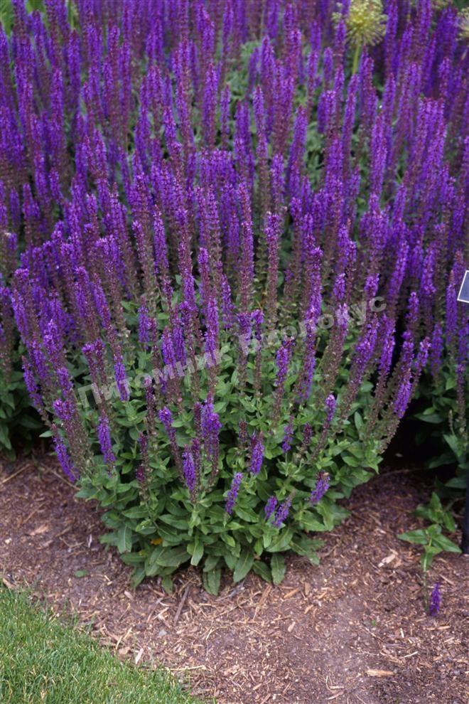 Шалфей Остфрисленд