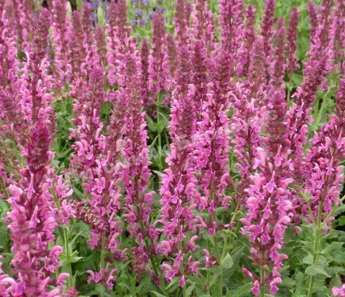 Шалфей дубравный Пинк Фрисланд