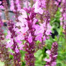 Шалфей дубравный Лирикал Роуз