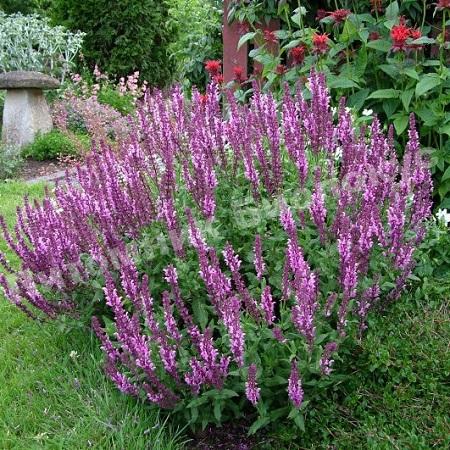 Шалфей дубравный Квин Роуз