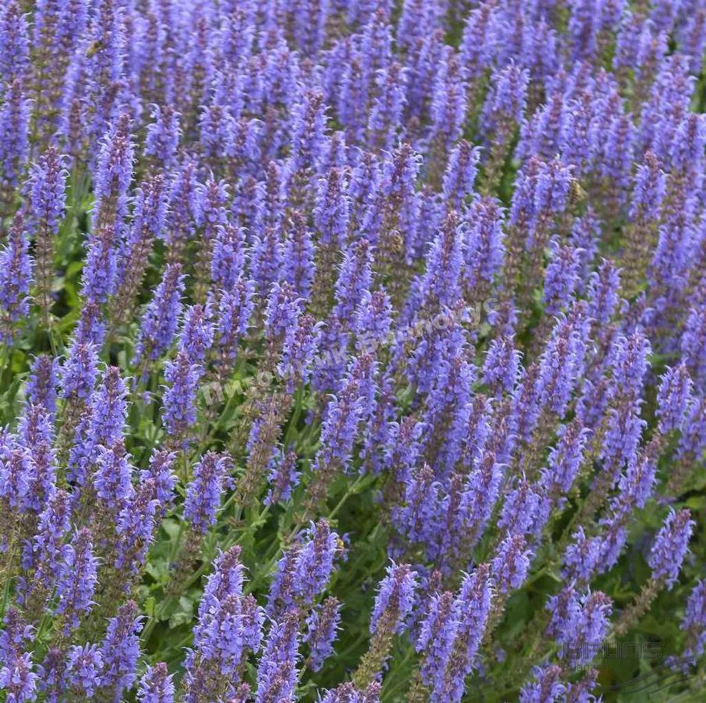 Шалфей дубравный Блаухугель