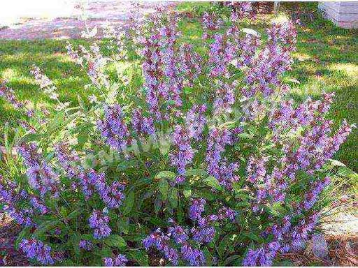 Шалфей Бриз