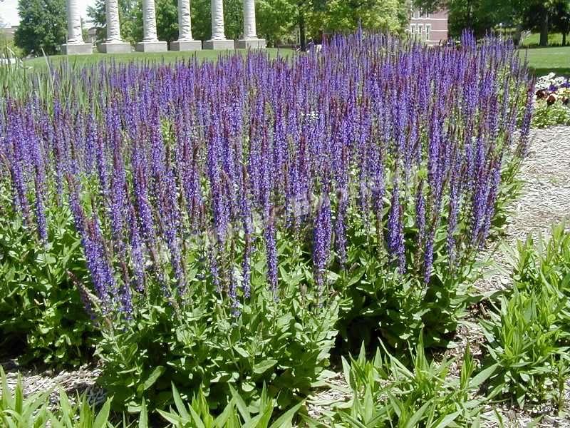 Шалфей Нектар