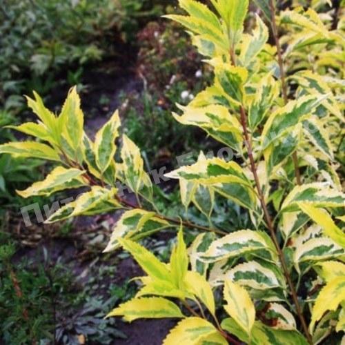 Форзиция Вариегата