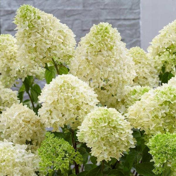 Гортензия метельчатая Скайфолл