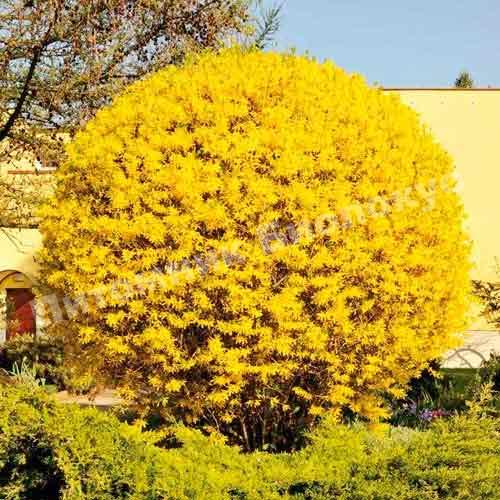 Форзиция Линвуд