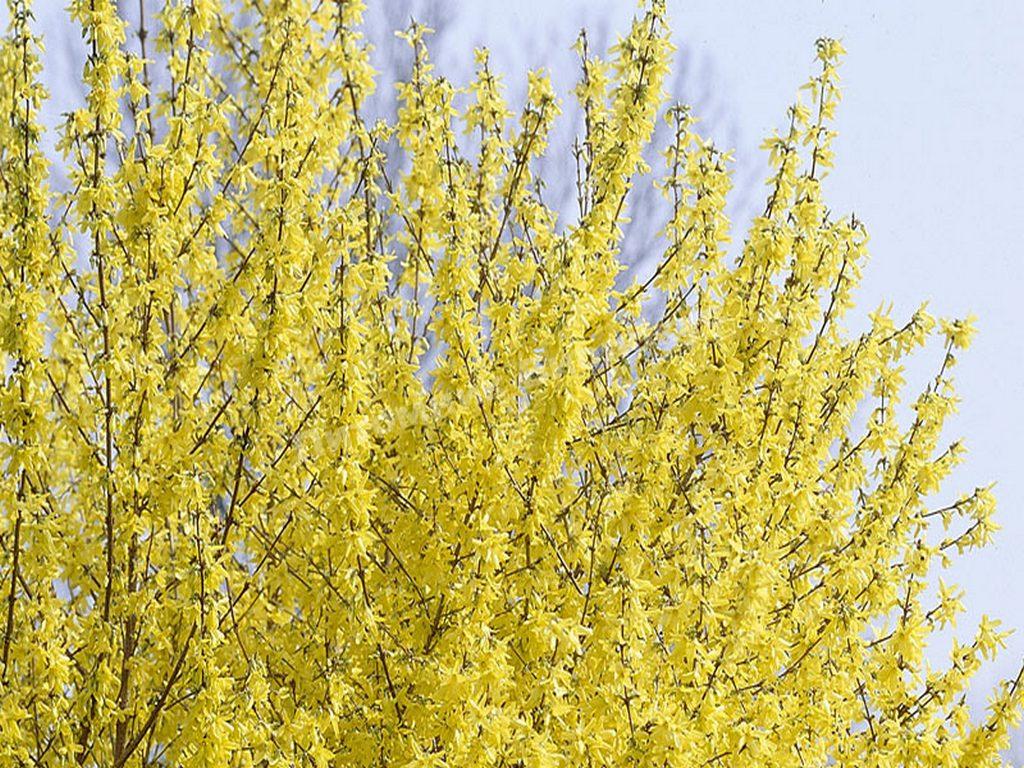 Форзиция промежуточная Миниголд