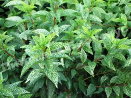 Форзиция темно-зеленая Кумсом