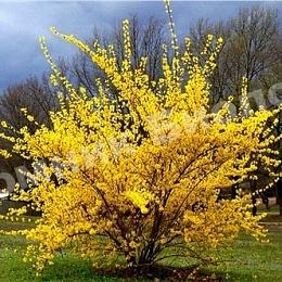 Форзиция промежуточная Мари Д’Ор Куртазол