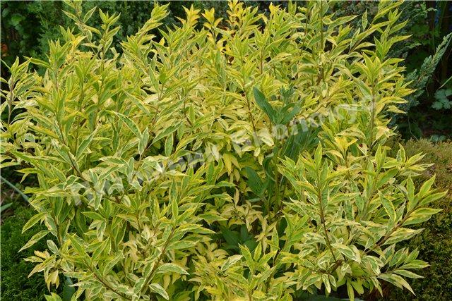 Форзиция промежуточная Голден Таймс