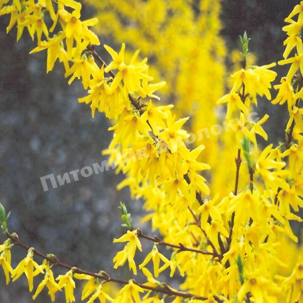 Форзиция промежуточная Спектабилис