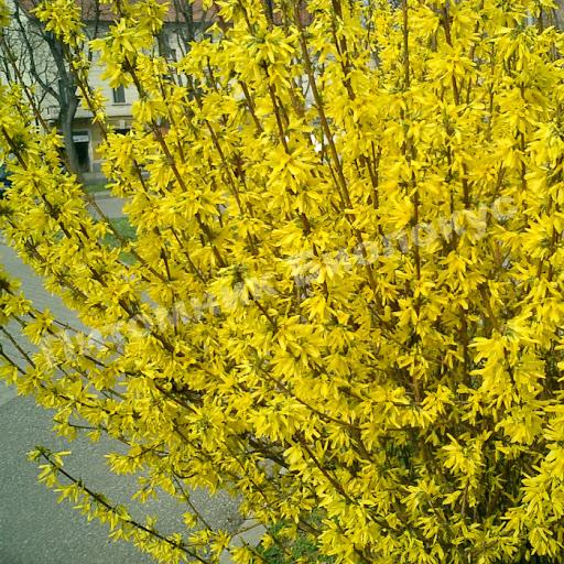 Форзиция промежуточная Голдраш