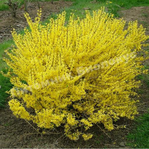 Форзиция промежуточная Малух