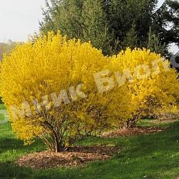 Форзиция зеленеющая Веберс Бронкс