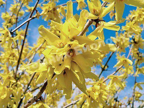 Форзиция яйцевидная