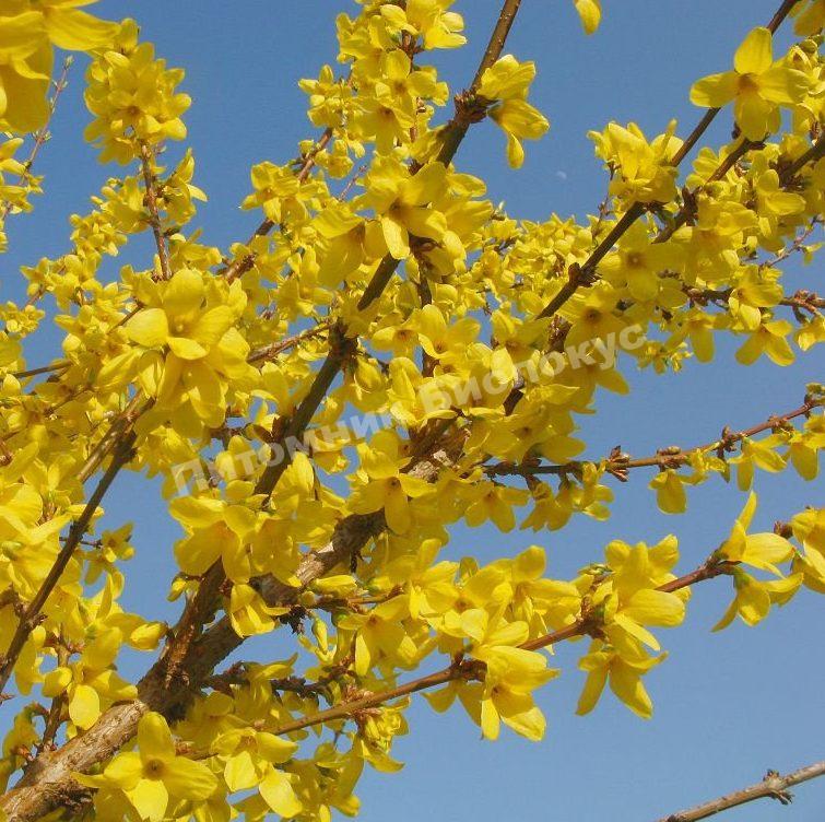 Форзиция Спринг Глори