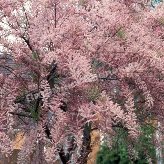 Тамарикс мелкоцветковый