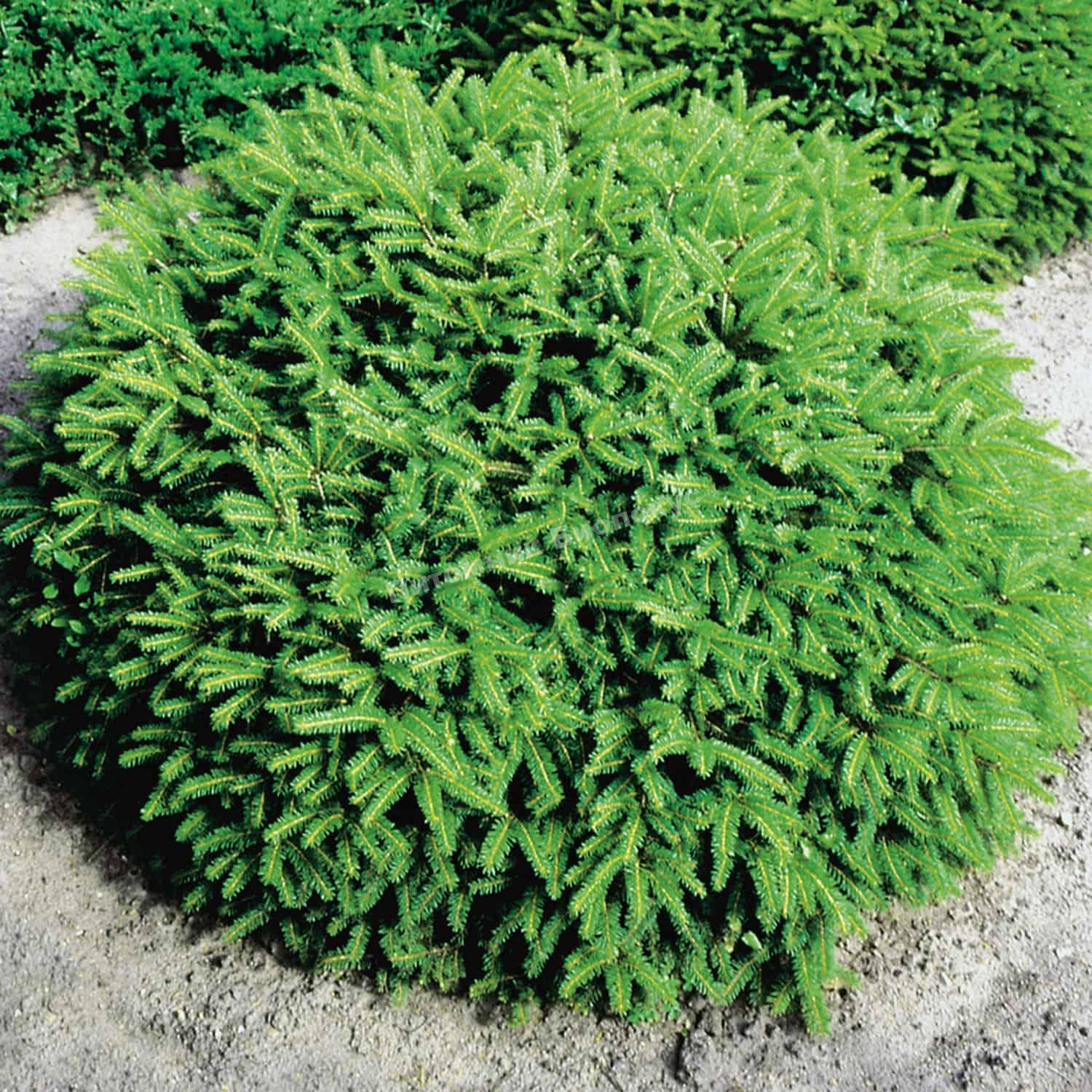 Ель обыкновенная Нидиформис