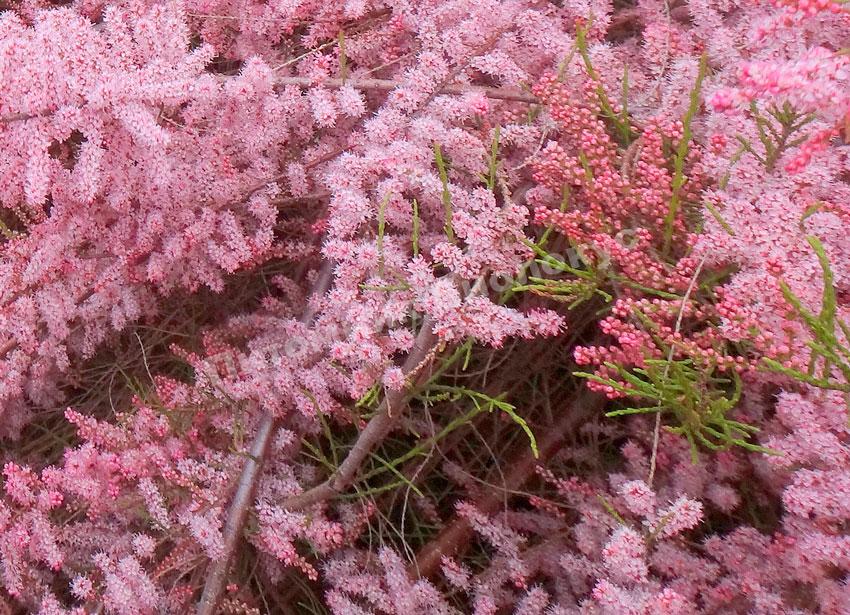 Тамарикс Саммер Глоу