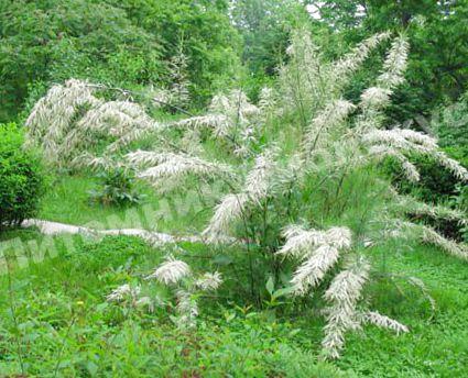 Тамарикс белый