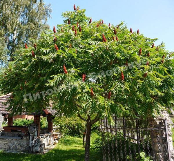 Сумах оленерогий