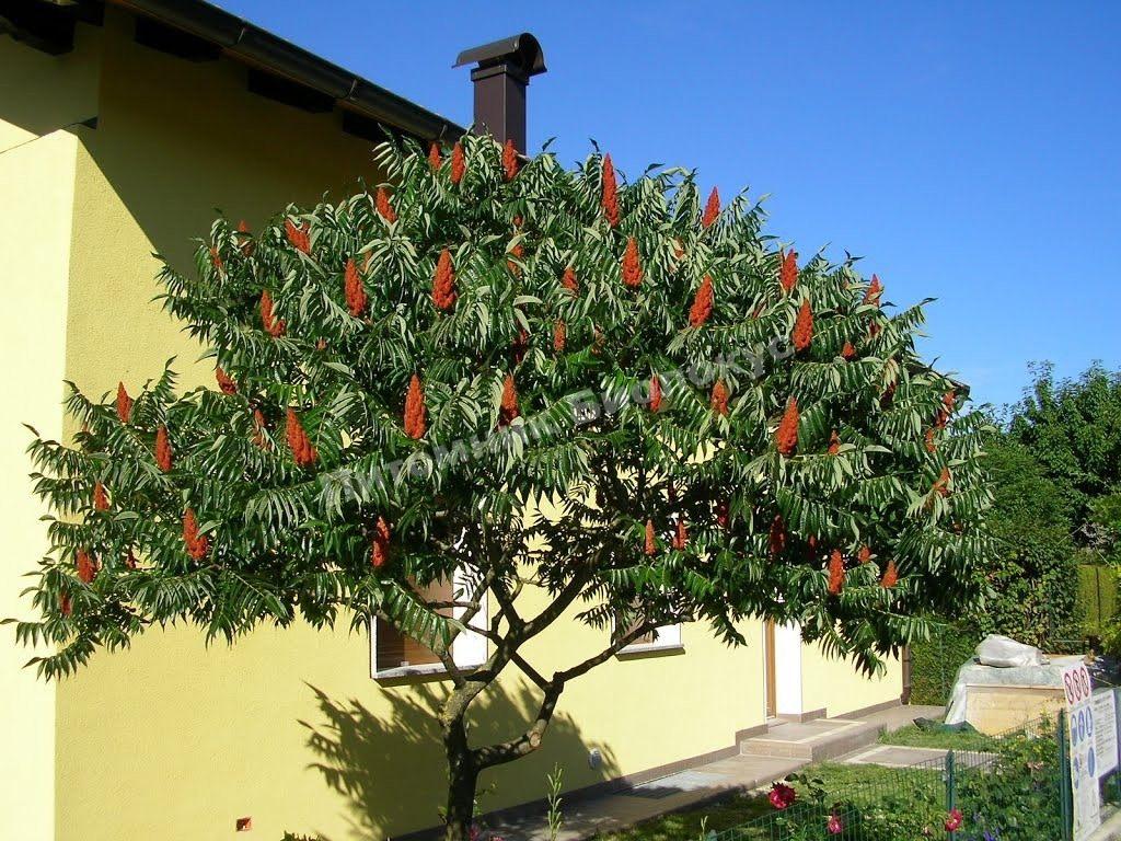 Сумах уксусный