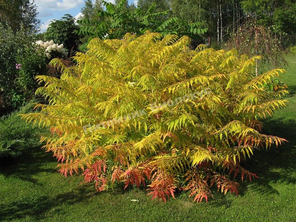 Сумах гладкий Лациниата