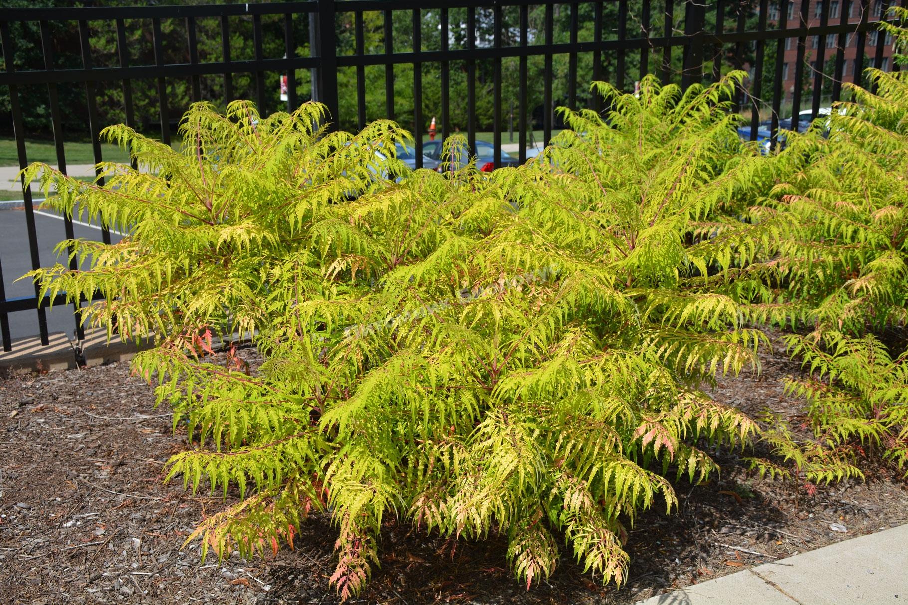 Сумах пушистый Дессекта