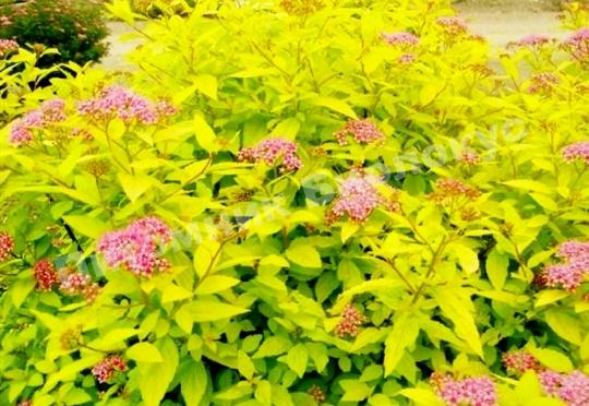 Спирея японская Голдмаунд