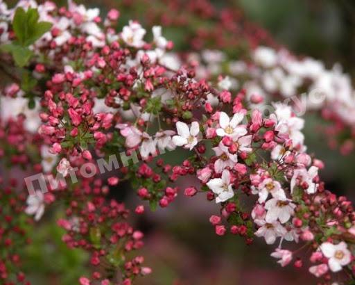 Спирея тунберга Фуджино Пинк