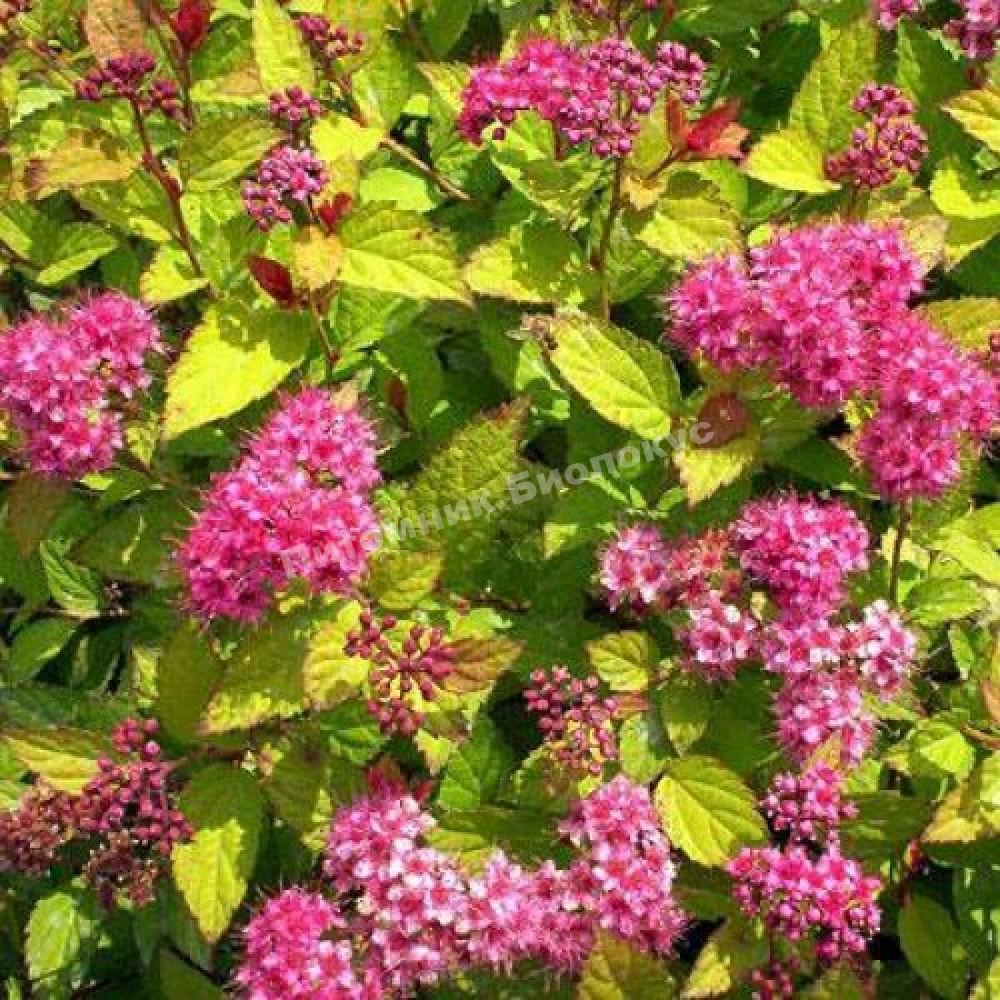 Спирея японская Мерло Грин