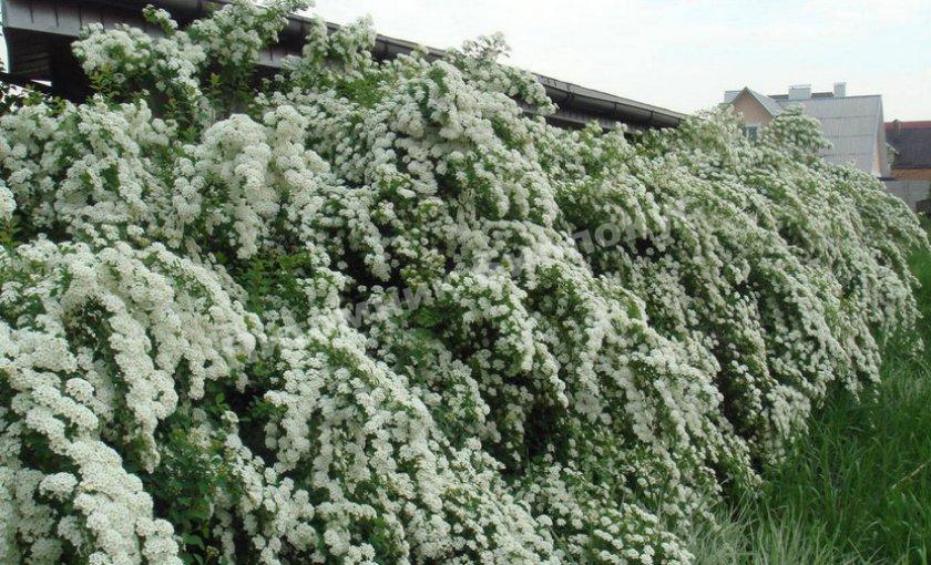 Спирея Вангутта Кэтпэн