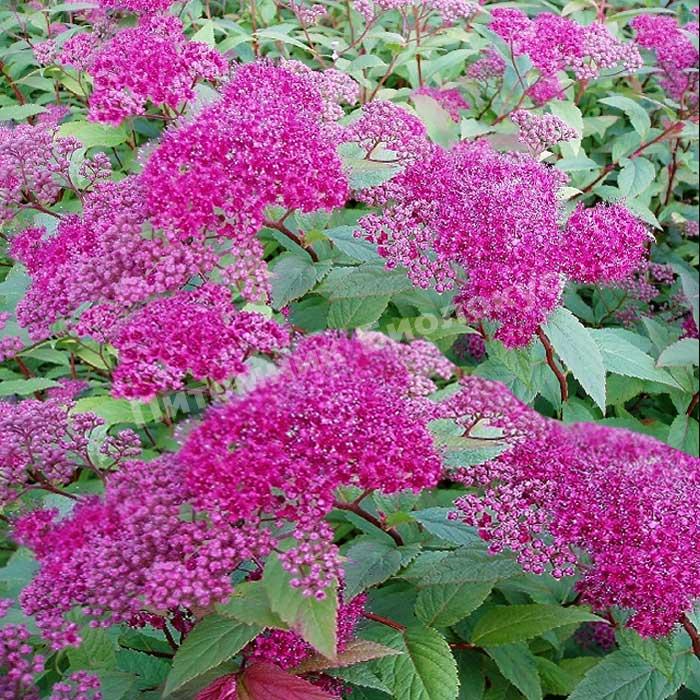 Спирея японская Неон Флеш