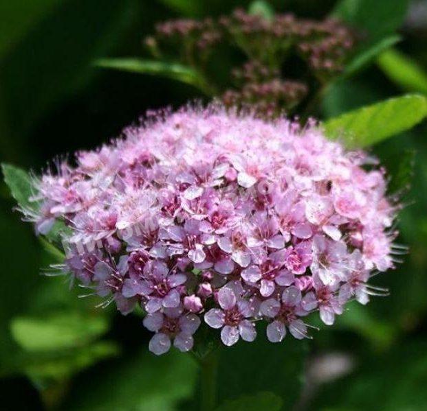 Спирея берёзолистная Пинк Спарклер