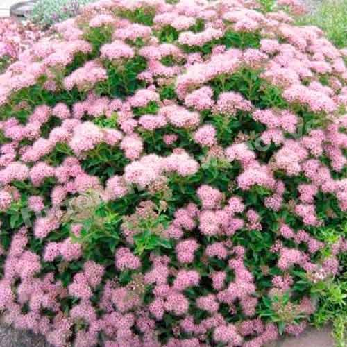 Спирея японская Литтл Принцесс