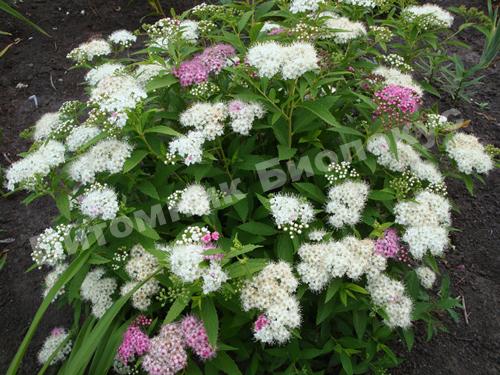 Спирея японская Дженпей/Широбана