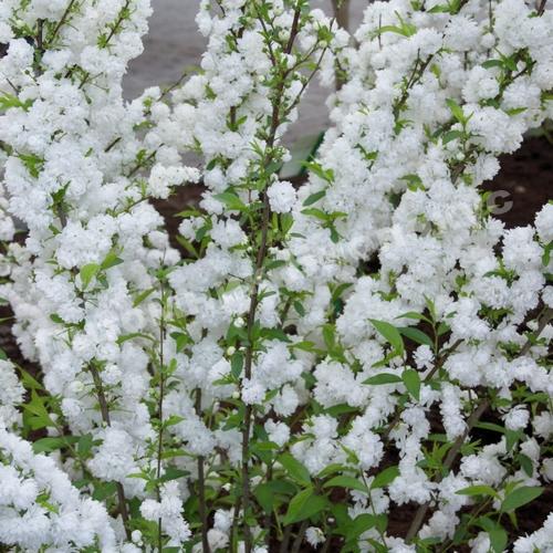 Спирея ниппонская Сноумунд