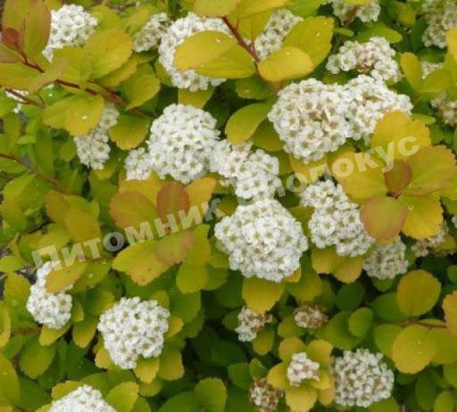 Спирея берёзолистная Тор Голд