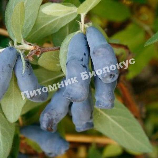 Жимолость Гжелка