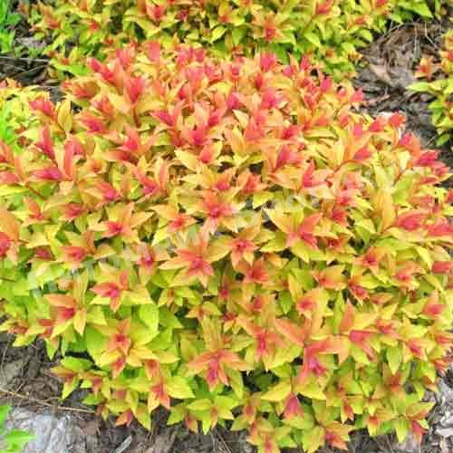 Спирея японская Голд Флейм