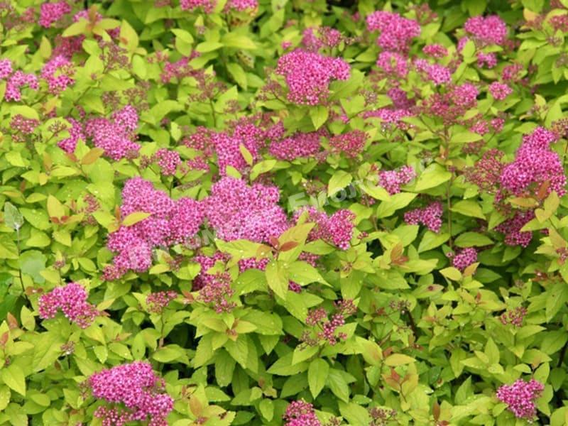 Спирея японская Голден Принцесс