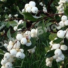 Cнежноягодник Доренбоза Вайт Хедж