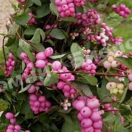 Снежноягодник доренбоза Мэйджикал Галакси Колмгала