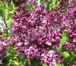 Сирень обыкновенная Миссис Эдвард Хардинг