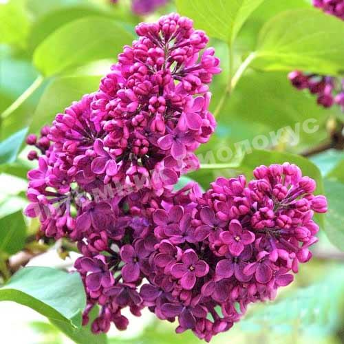 Сирень обыкновенная Чарльз Джоли